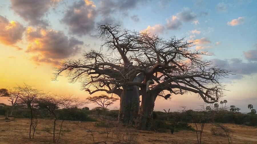 A mature baobab tree silhouetted against a Lowveld sunset